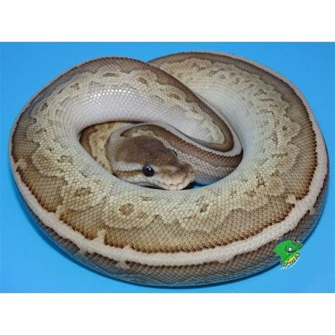 Black Pastel Lesser Pinstripe Ball Python Baby Strictly Reptiles Inc