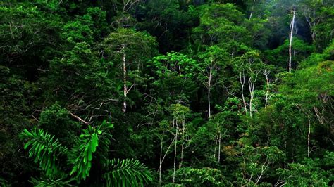 Rainforest Backgrounds 60 Images