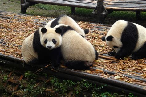 Giant Panda Breeding Research Base In Chengdu Chengdu Tour What To