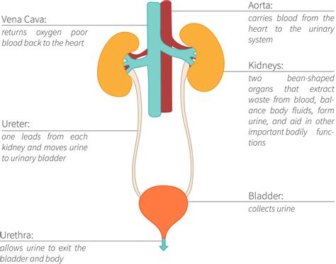 Otherwise Known As The Renal System The Urinary System Is Responisble