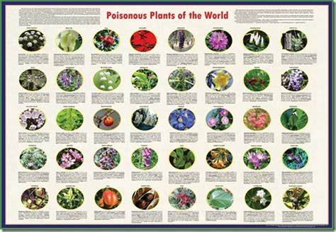 Poisonous Plants A Gardeners Guide To The Top 100 Poisonous Plants