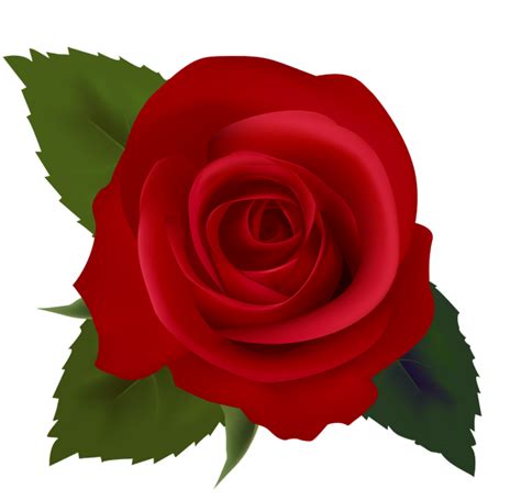 Red Rose Clip Art Clipart Panda Free Clipart Images