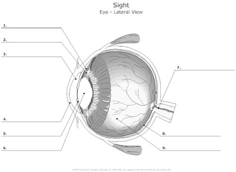 15 Eye Diagram Worksheet