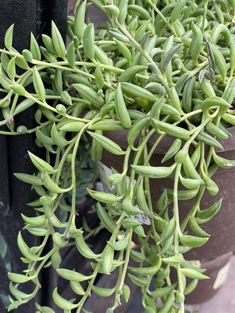 34 Types Of Trailing Succulents Ideal For Hanging Baskets