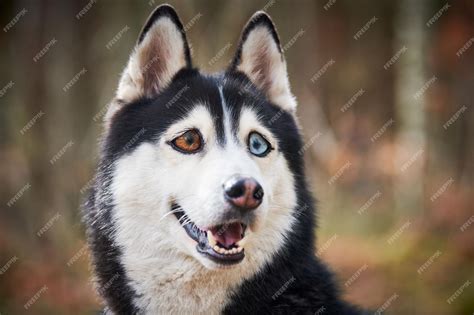 cão husky siberiano com olhos enormes cão husky surpreso engraçado com olhos grandes confusos