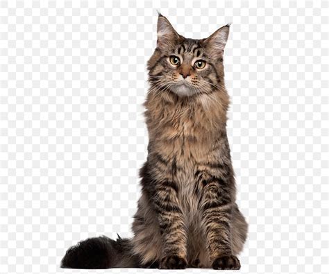 Maine Coon Siamese Cat Kitten Thai Cat Egyptian Mau Png 592x684px