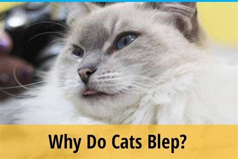 Why Do Cats Blep Zooawesome