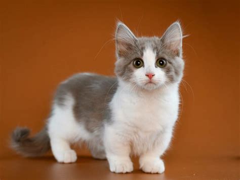 200 Munchkin Cat Names Sweet Fun Adorable Male And Female Ideas Pet