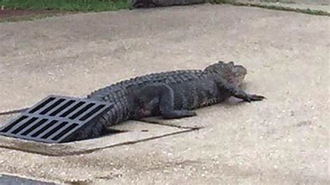 South Carolina Reports Many Dead Alligators After Winter Deep Freeze Wciv