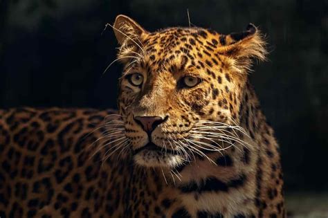 Top 15 Most Dangerous Amazon Rainforest Animals
