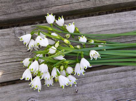 Wedding Flowers From Springwell Leucojum A Dainty Flower For Early