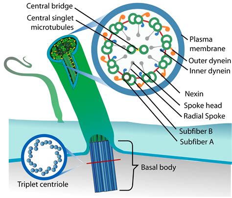 Maybe you would like to learn more about one of these? 7.7: Flagella and Cilia - Biology LibreTexts