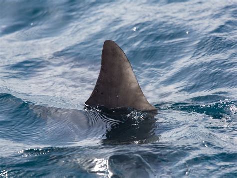 Rockaway Beach Closed After Shark Sightings City Officials Say New