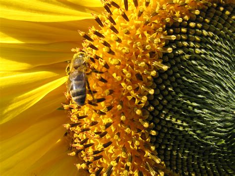 Melissa Bees Sunflowerbee
