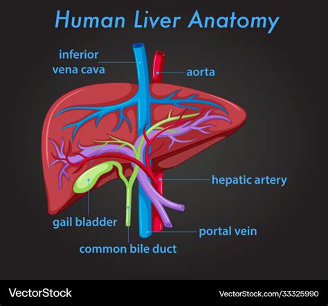 Human Liver Anatomy Diagram Royalty Free Vector Image