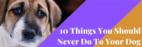10 Things You Should Never Do To Your Dog Dog Training Advice Tips