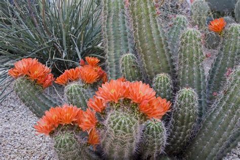 Cactus Qui Devient Marron Par Le Haut - Cactus extérieur en pot et en pleine terre : quelles variétés choisir