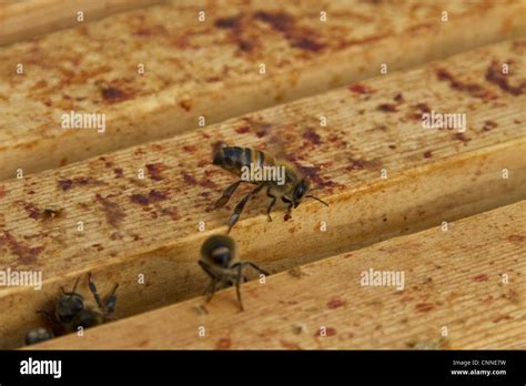 Worker Bee Fanning Either Air For Ventilation Or Pheromones Around The