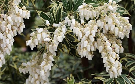 Andromeda flaming silver pieris japonica 4 tall plant. Buy Flaming Silver Pieris For Sale Online From Wilson Bros ...