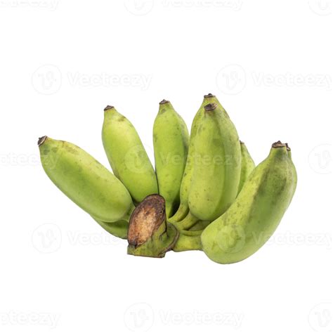 Bunch Of Organic Raw Green Bananas Guineo Musa Acuminata Isolated On