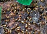 Pictures of Termite Infestation Meaning