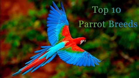 Beautiful Parrots Top 10 Parrots Video Youtube