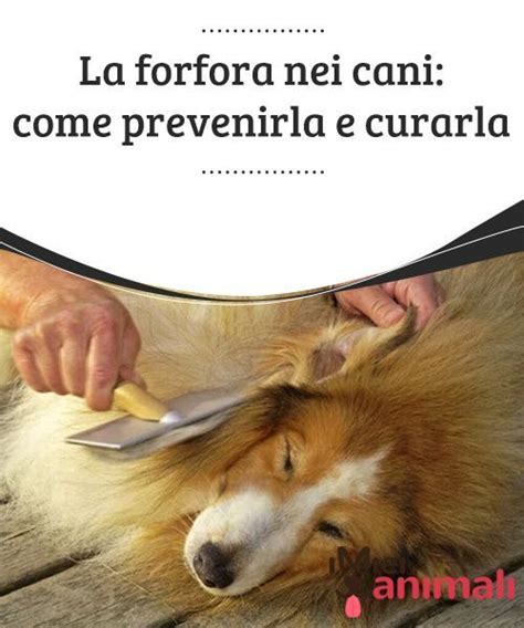 La forfora nei cani: come prevenirla e curarla | Cani ...