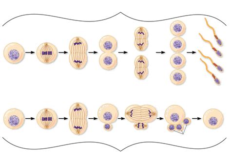 Gametogenesis Steps And Cells 1 Diagram Quizlet