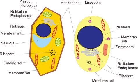 Perbedaan Sel Hewan Dan Sel Tumbuhan Terlengkap Biologi Sel