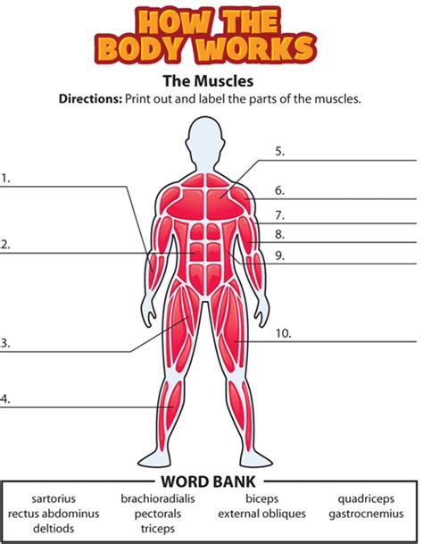 Muscular System Worksheet 7th Grade