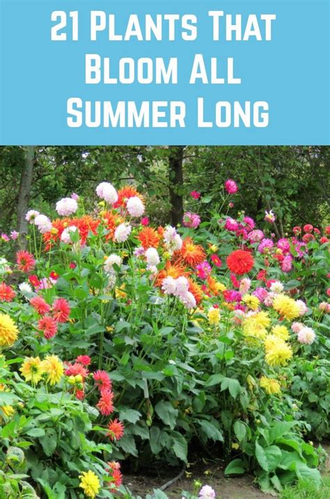 21 Plants That Bloom All Summer Long Summer Plants Plants Blooming