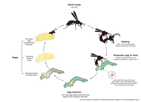 Parasitoid Wasp Life Cycle — Science Learning Hub