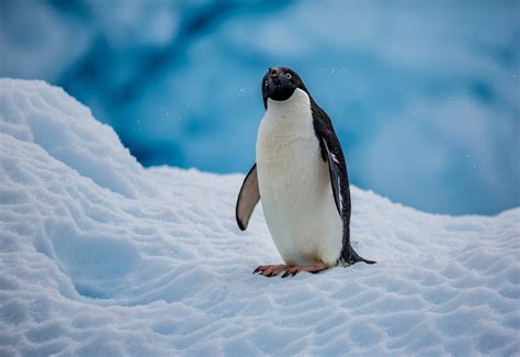 Black And White Penguin Penguins Nature Ice Snow Hd Wallpaper