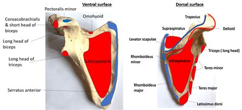 Diagram Of Muscles Scapula