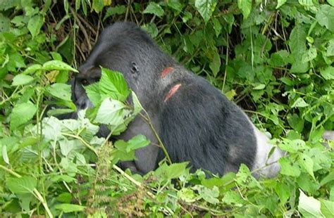 How Aggressive Are Gorillas Berggorilla And Regenwald Direkthilfe Ev