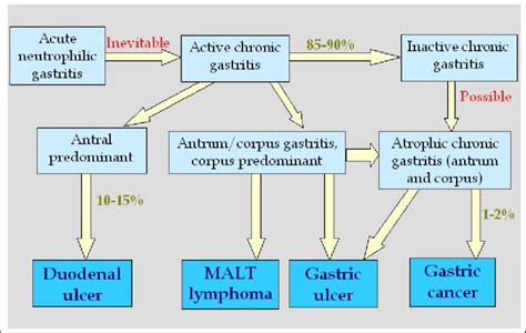 H Pylori Gastritis And Disease During Infection With H Pylori A