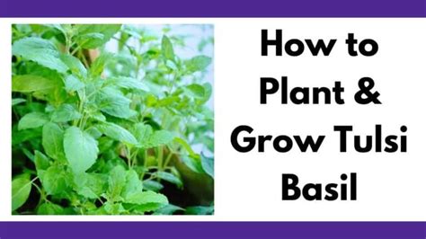 Growing Tulsi Basil How To Plant Grow And Harvest Tulsi Together