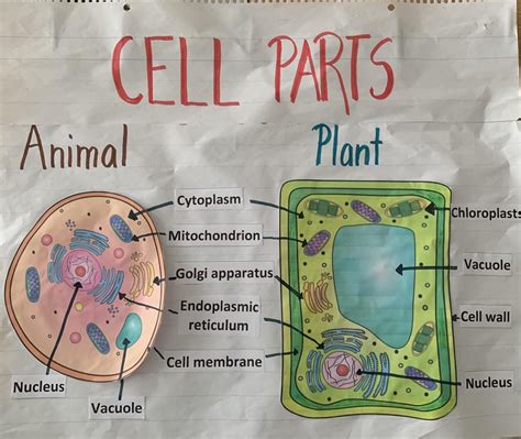 Science Anchor Charts Photo Album