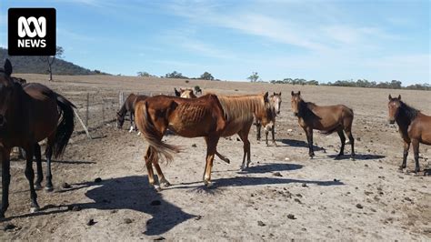 Rspca Victoria Finalises Prosecution Of One Of Its Biggest Animal