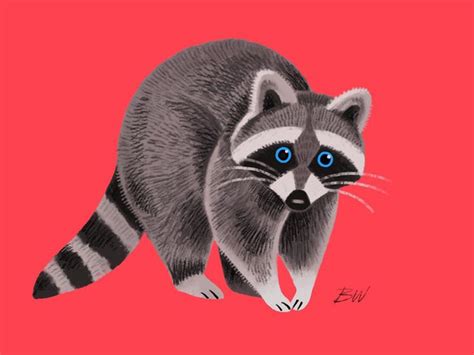 Friendly Raccoon Raccoon Illustration Animal Illustration Art