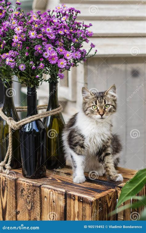 Cute Little Kitten Sitting Near Yellow Daisy Flowers Stock Photo