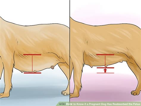 How To Know If A Pregnant Dog Has Reabsorbed The Fetus 7 Steps