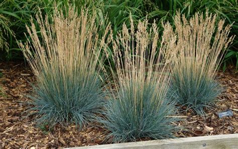 Beyond Blue Fescue Grass Kitchengarry