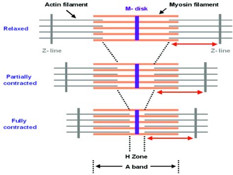 10 The Theory Of Sliding Filaments Behavior Of Actin Filaments In