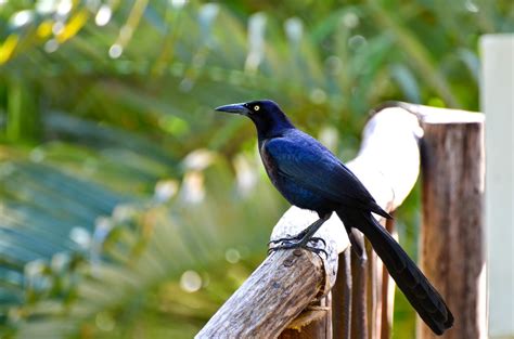 Baughs Blog Photo Essay Birds Of Cozumel Mexico