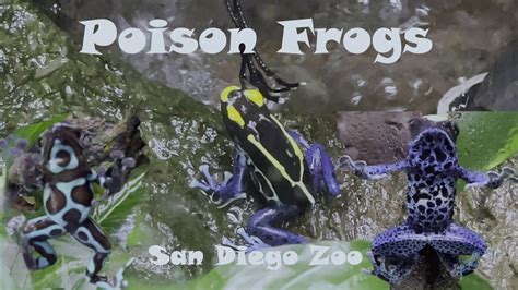 Frogs At San Diego Zoo California And Jurassic Crocs Youtube