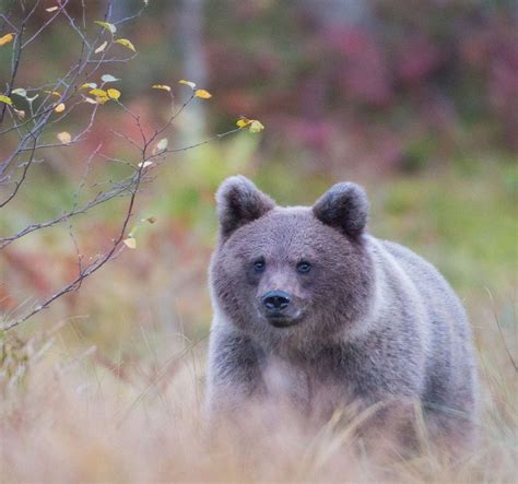 Teddy Bear Bear Cubs Kodiak Bear Bear