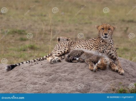 Mother And Baby Cheetah Stock Photo Image Of Safari 26399582