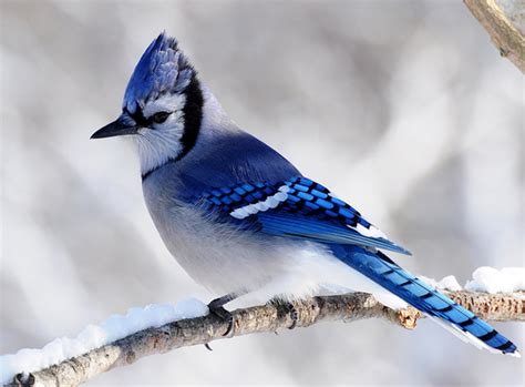 Smaller birds scatter, except for a downy woodpecker, who freezes motionless on a tree trunk. Winter Blue Jay | Blue jay, Blue jay bird, Pet birds