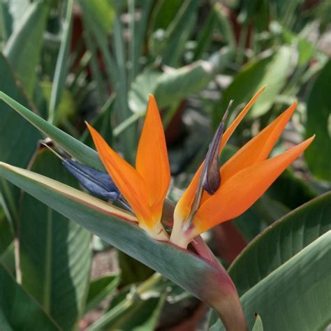Bird Of Paradise Plants 101 The Ultimate Care Guide The Palm Centre